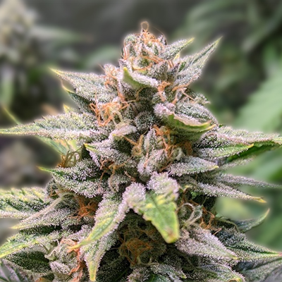 Discover the Marvels of Blue Dream Autoflower Discover the Marvels of Blue Dream Autoflower