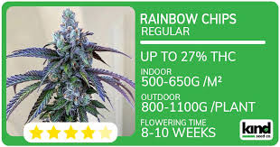 Discover the Marvels of Blue Dream Autoflower Discover the Marvels of Blue Dream Autoflower