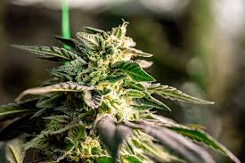 Discover the Marvels of Blue Dream Autoflower Discover the Marvels of Blue Dream Autoflower